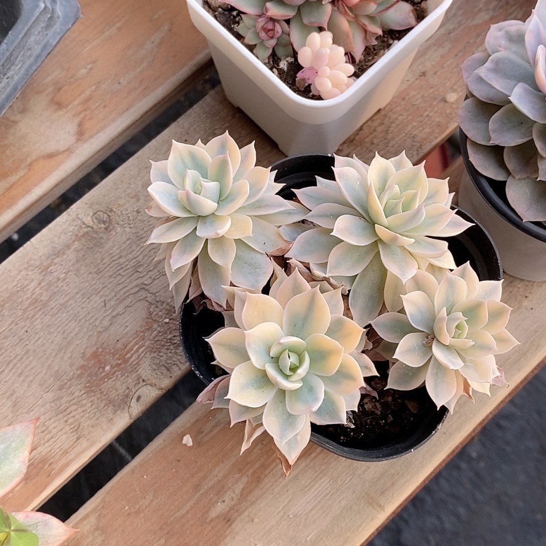 吉娃娃锦多肉多肉植物