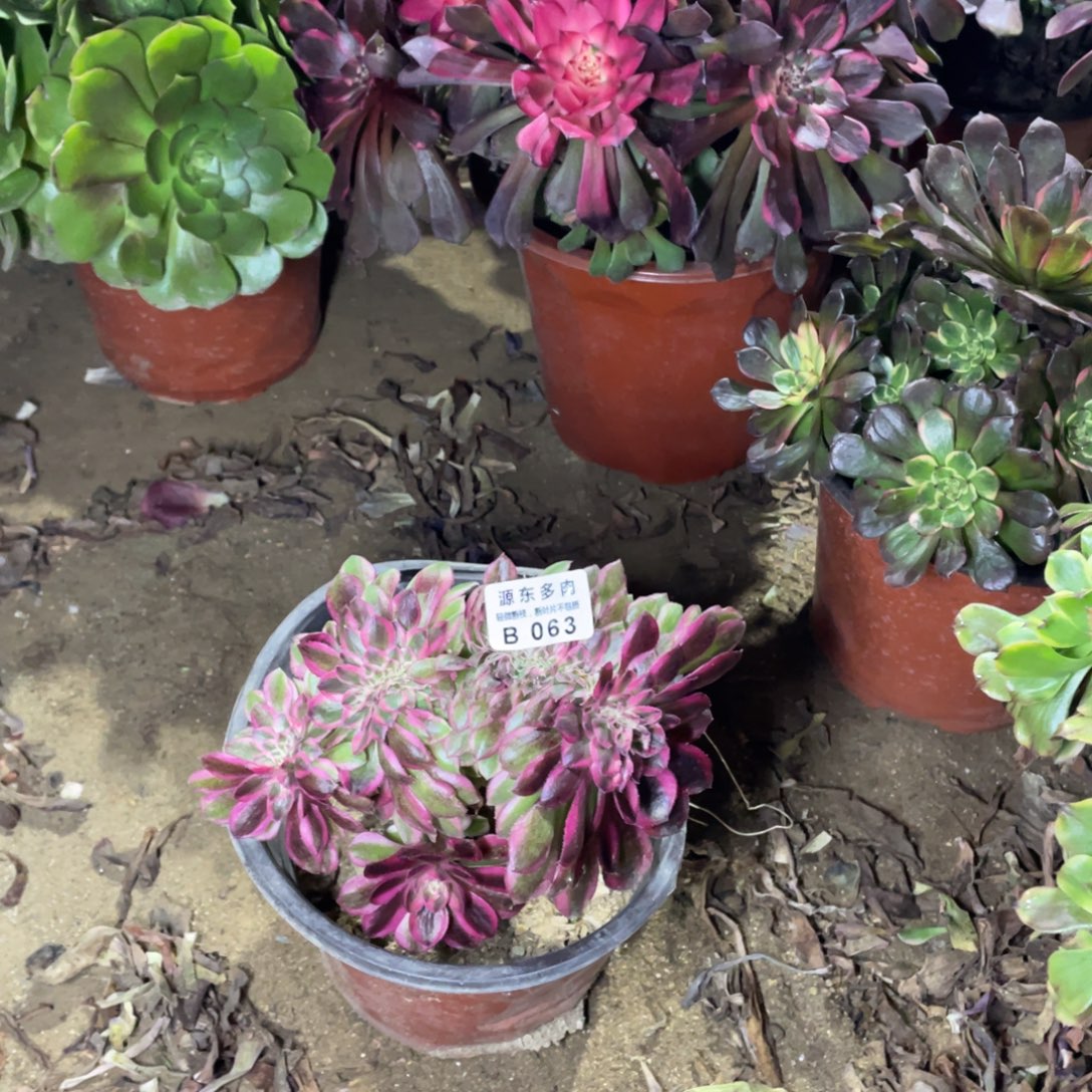 063倾城多肉法师断枝不包