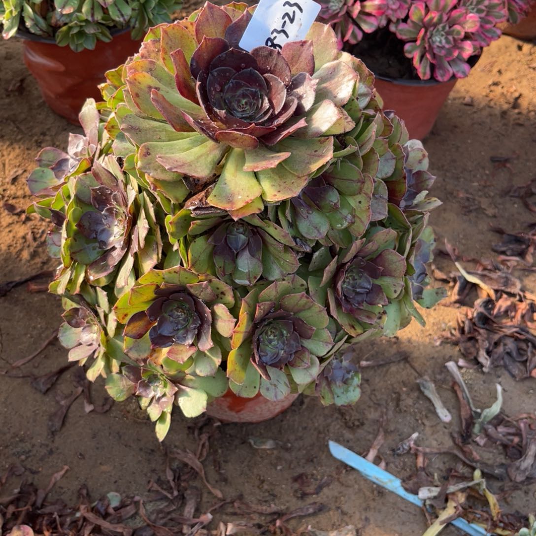 3-23红珊瑚手捧多肉