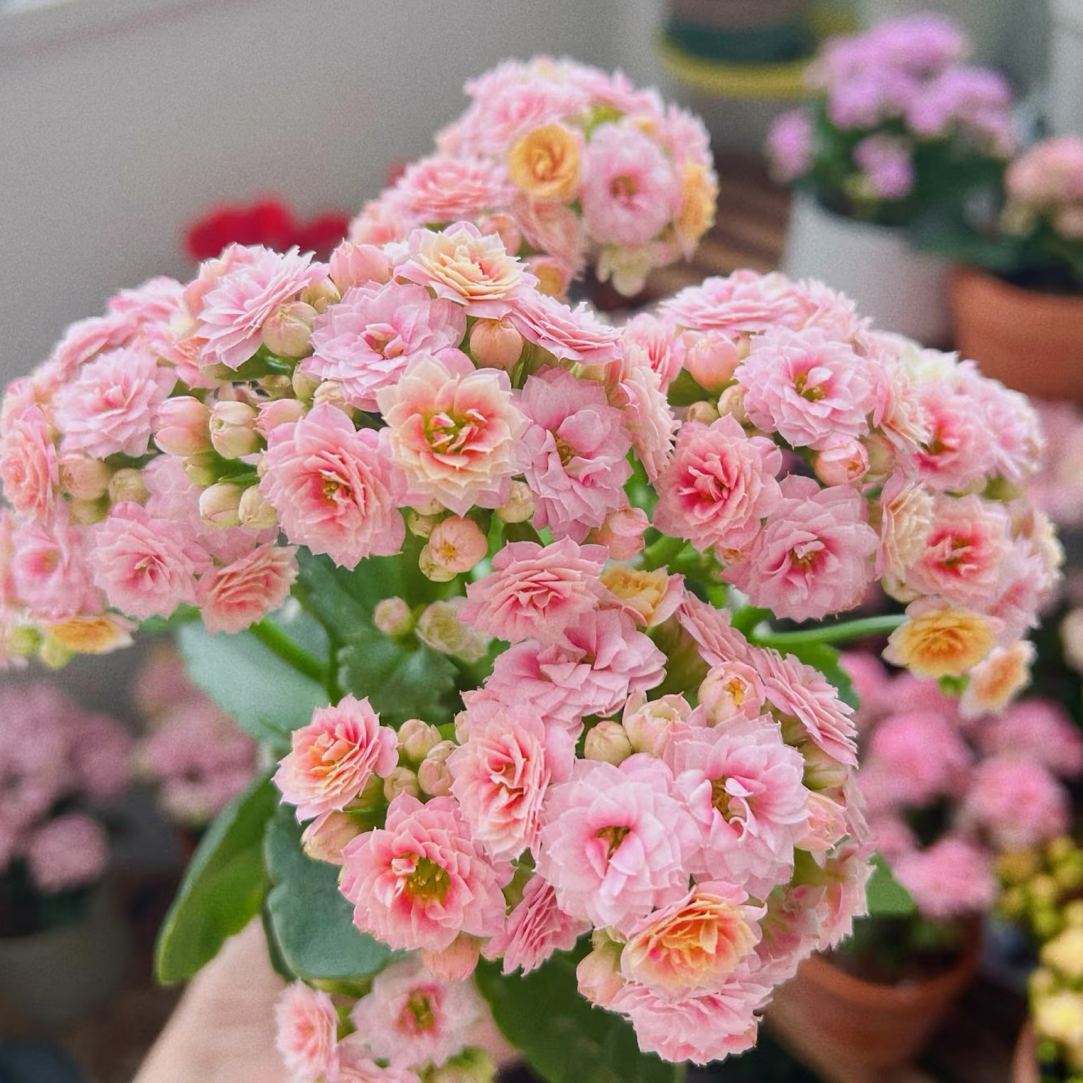 （果冻）110盆一代种苗长寿   稀有品种 