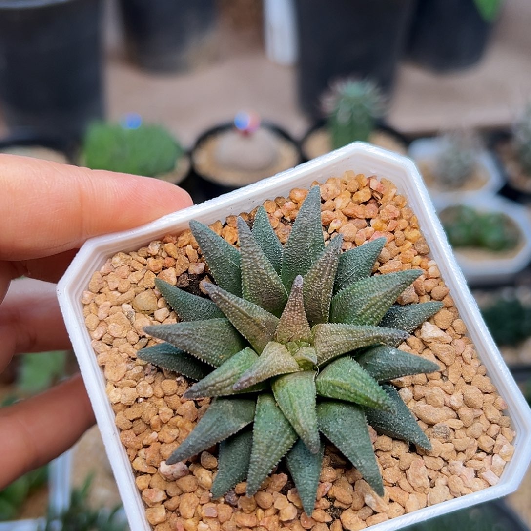 硬叶大型群蛟一颗一颗一颗