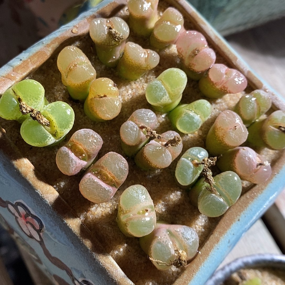 一颗双头粉红少女风铃。    