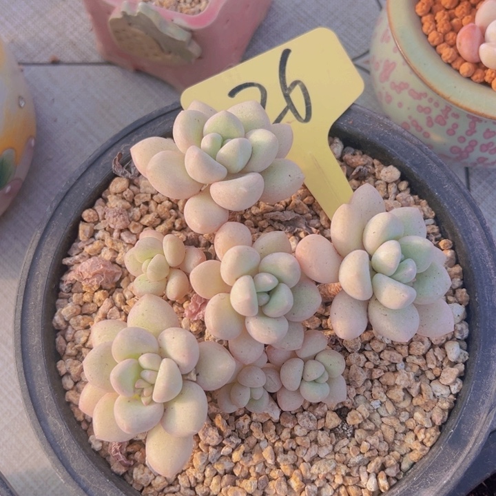 健健康康平平安安