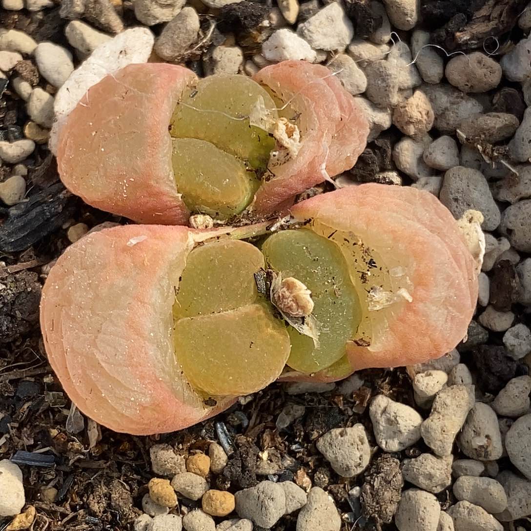 桃喜花园0313-24风铃福利