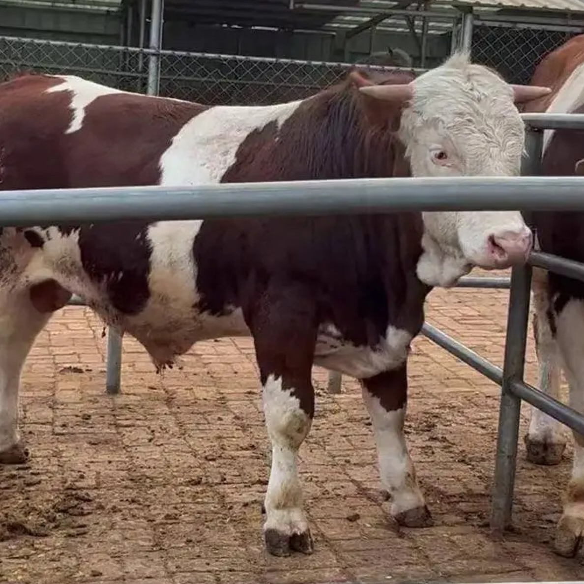 小牛犊五百斤公牛养殖运输笼肉牛价格