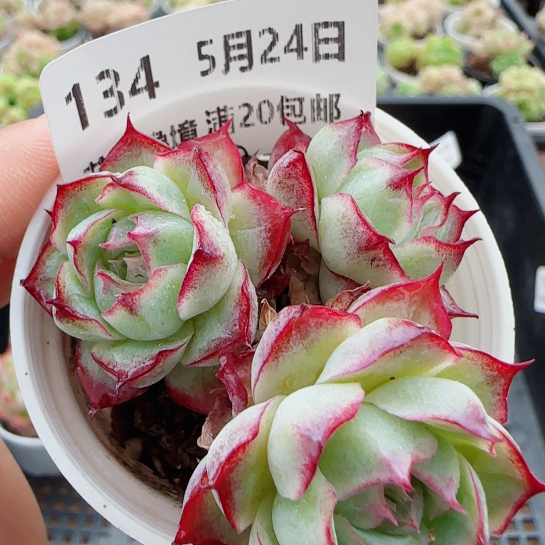 花语逸镜0524-134