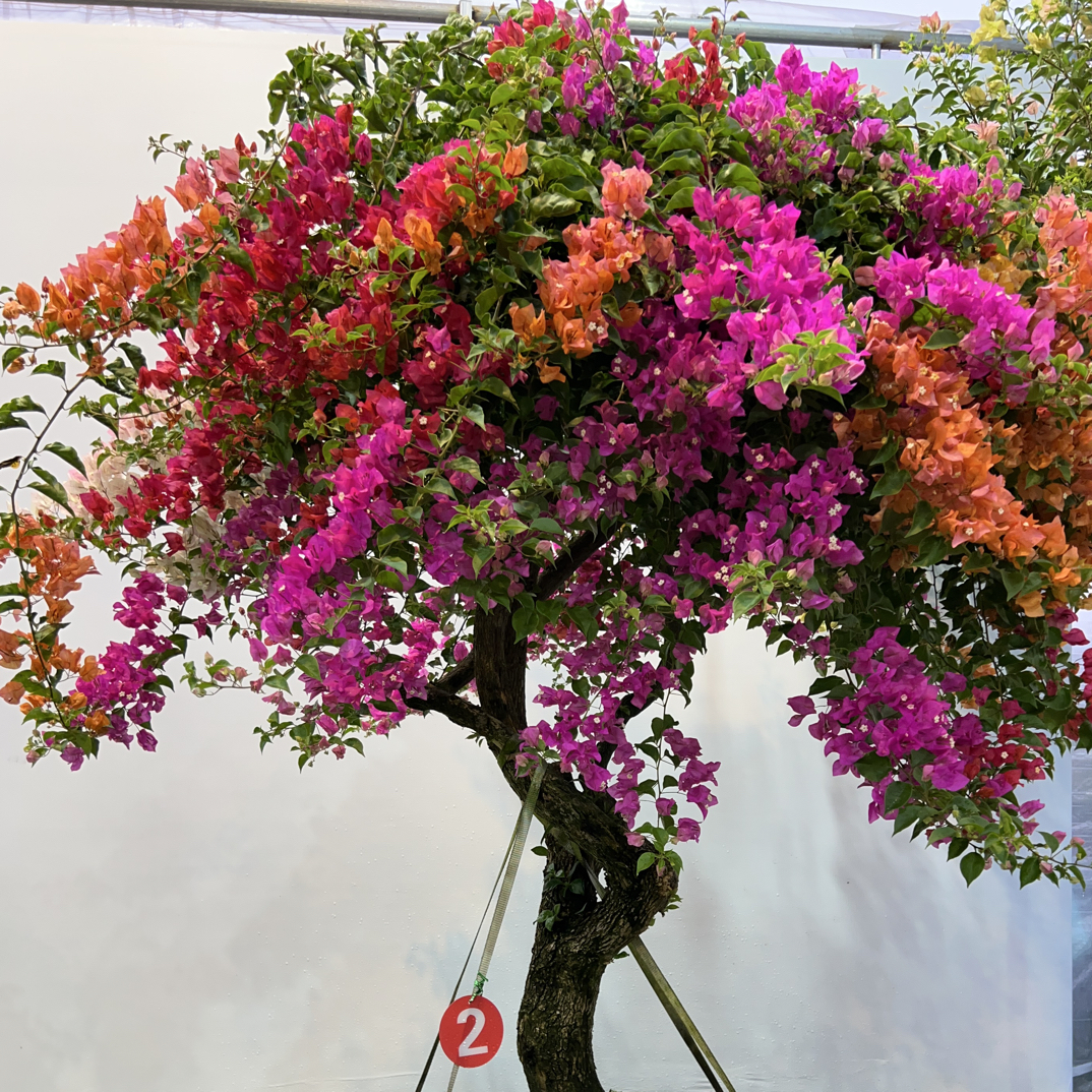 三角梅爬藤植物带花卉盆栽四季开花适合庭院阳台种植