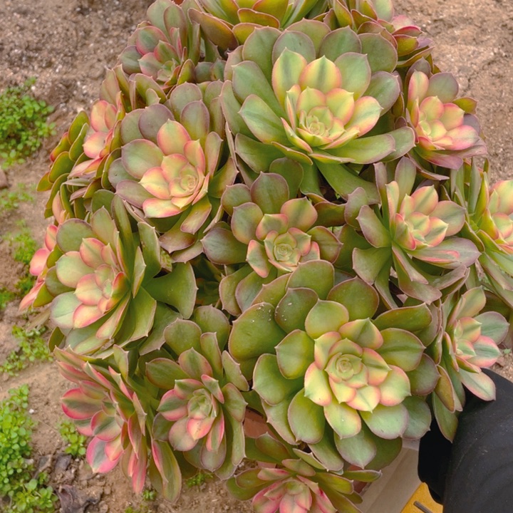 617香妃法师多肉断枝不售后