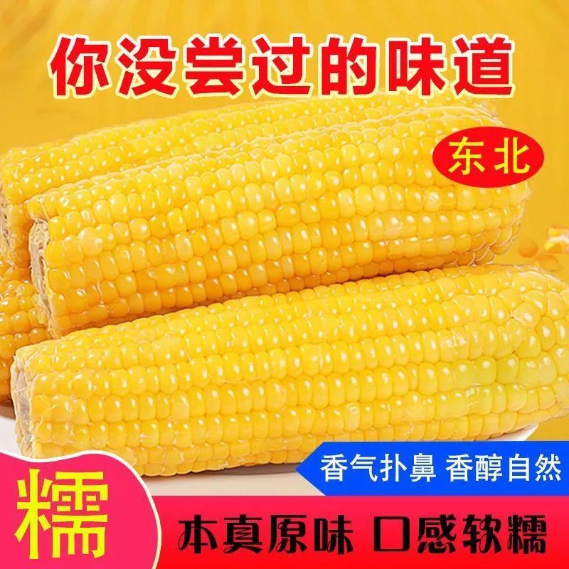 东北黄糯玉米软糯香甜真空锁鲜粗粮代餐黑糯玉米新鲜黏牙白糯玉米