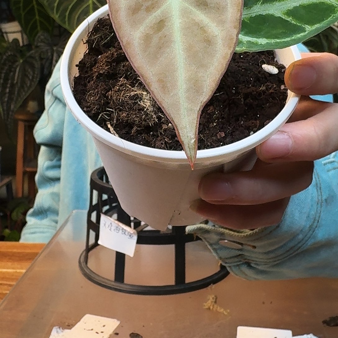 完全开放J20灰色面纱杂黑刷子