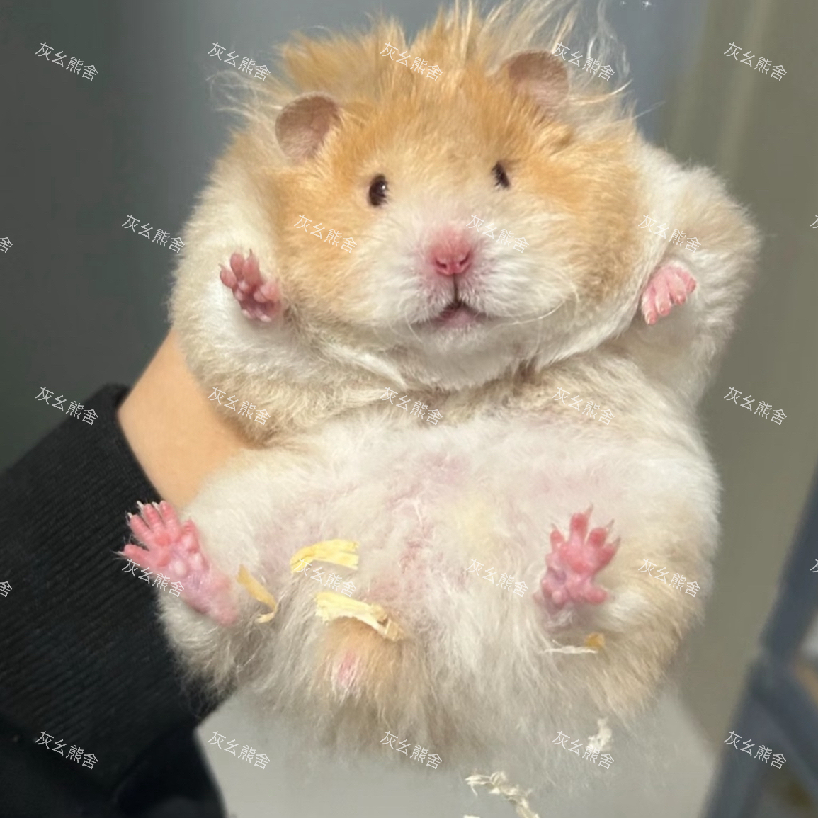 精品家养金丝熊仓鼠活体幼崽长毛短毛波利长毛波利黑波巧波肉桂波