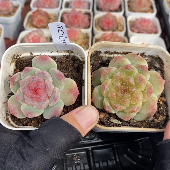 1127-545，黄紫2个