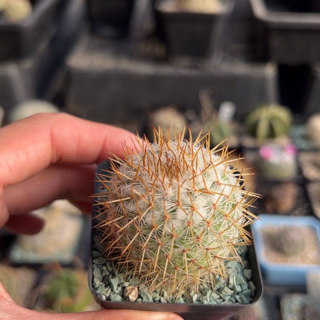 实生金刺乳突 脱土发货  