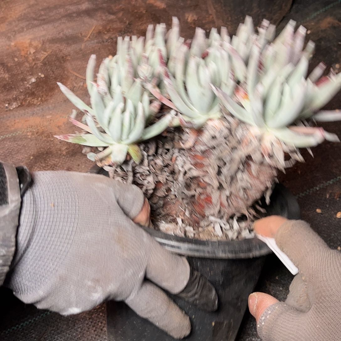 哈哈哈雪花多肉8349