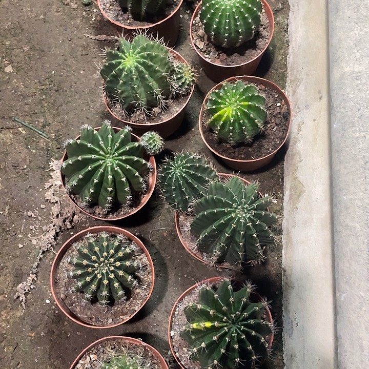 我***你实生彩草10颗带盆土发货