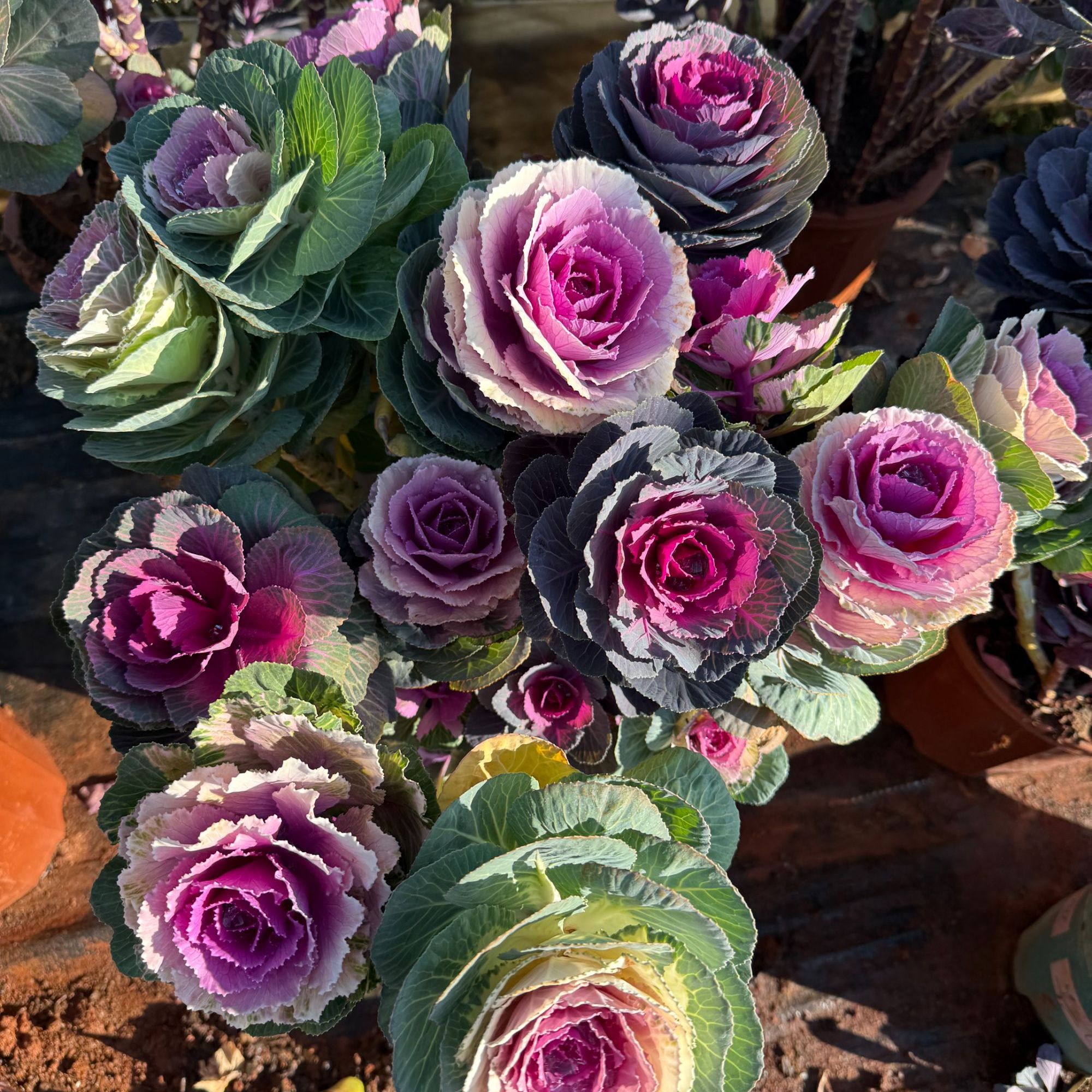 5加仑多头羽衣甘蓝盆带花苞耐寒四季开花卉盆栽适合庭院阳台