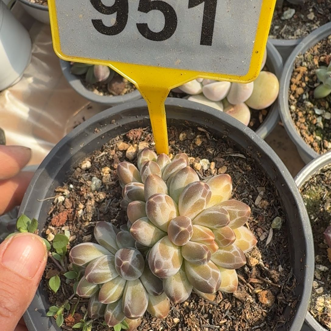 申公豹一物一拍951