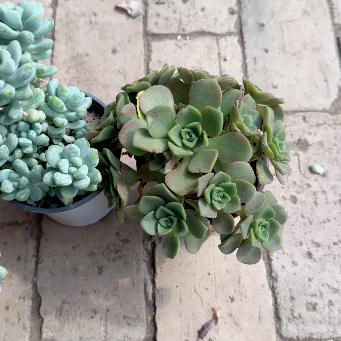 无花朵百合丽丽120手捧
