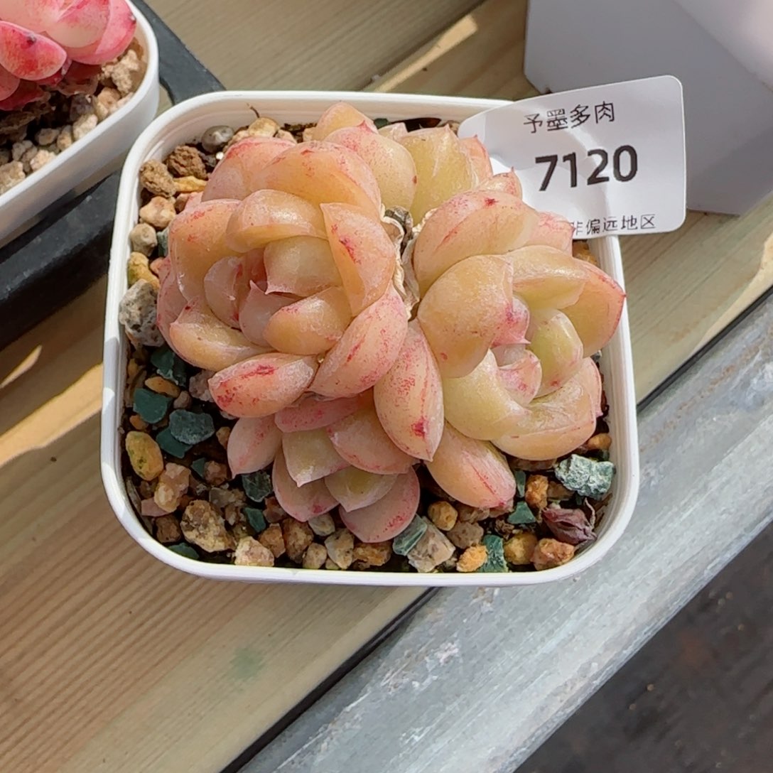 胖虎五头群，7128多肉