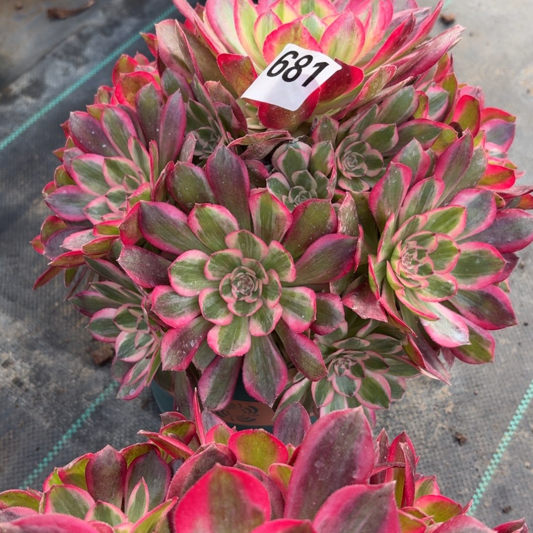 *****681拉菲皇后多肉植物福利