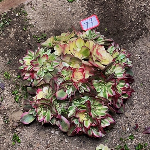 倾城老桩绣球法师73