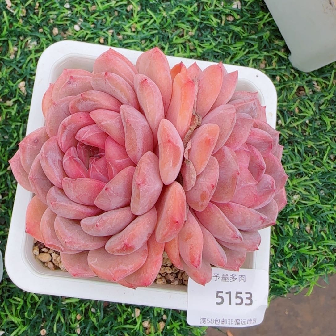 大冰魄，5153多肉植物