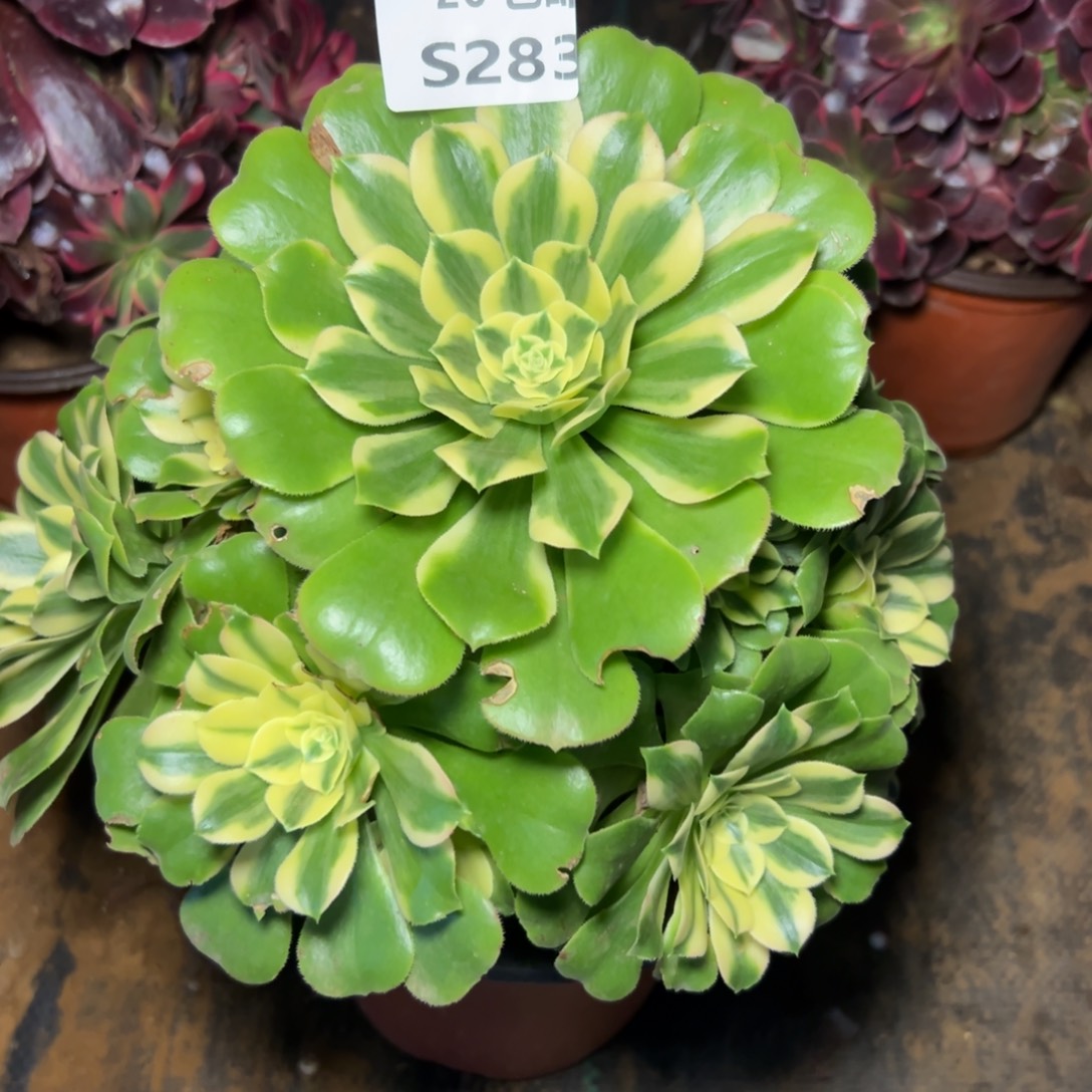 283新尼亚，满20包邮