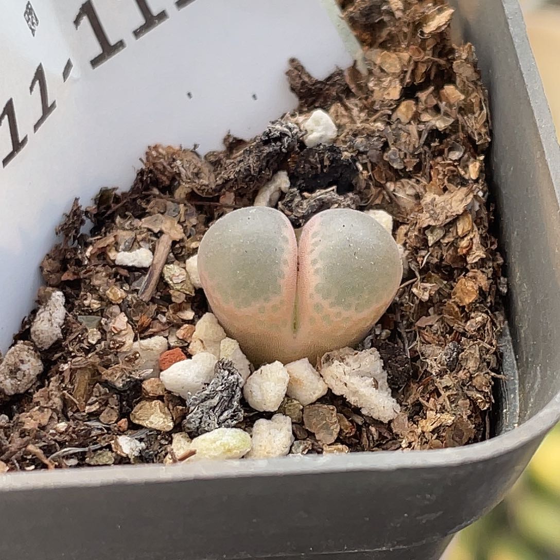 11-111肉锥c10苗多肉