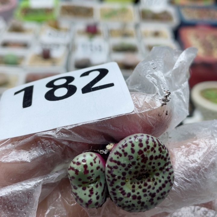 182泡泡安贞两头