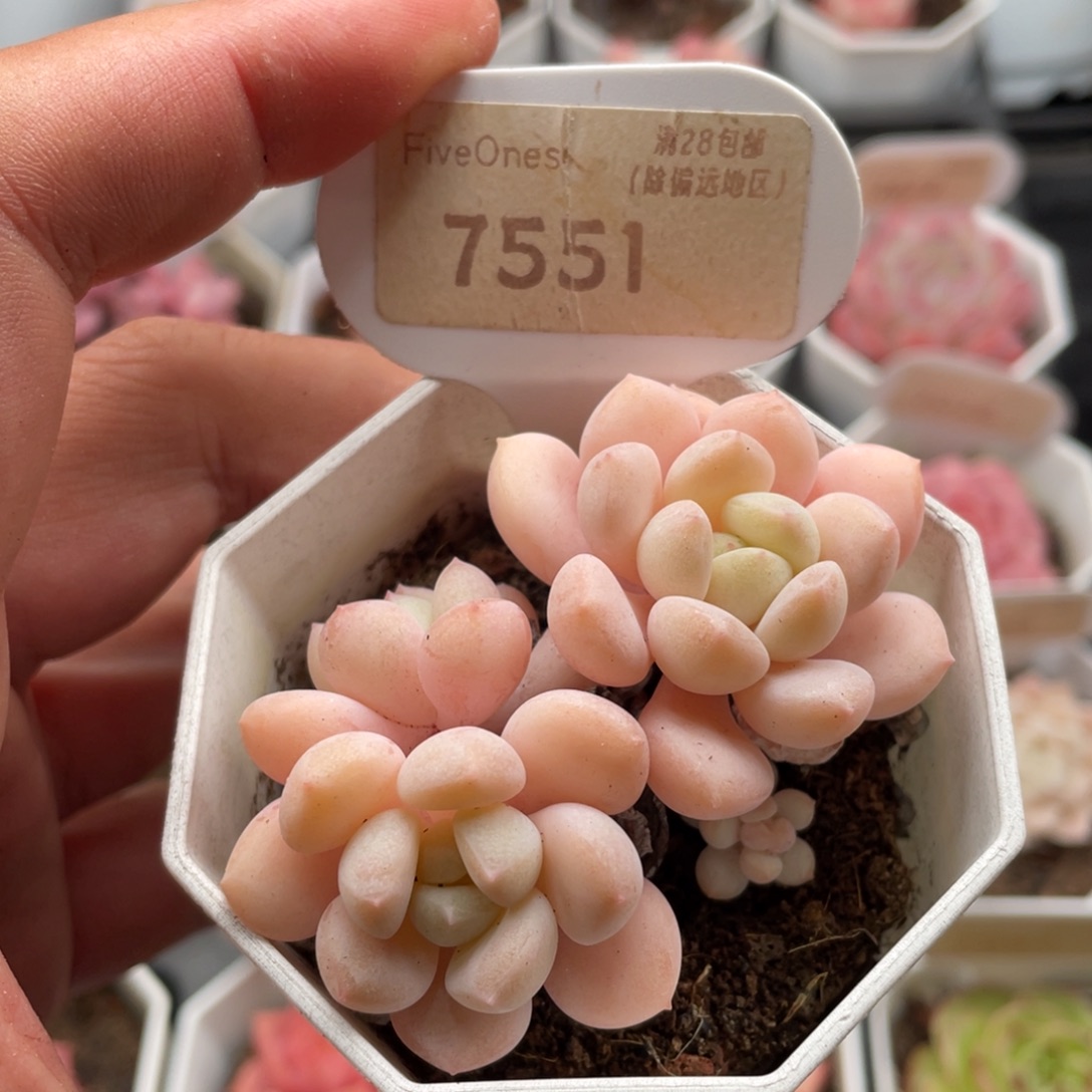 玉如意7551-6.5厘米