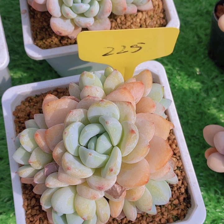 多肉植物，开心多肉