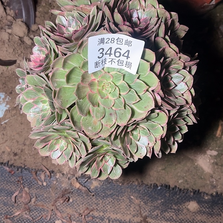 3464孔雀翎多肉植物