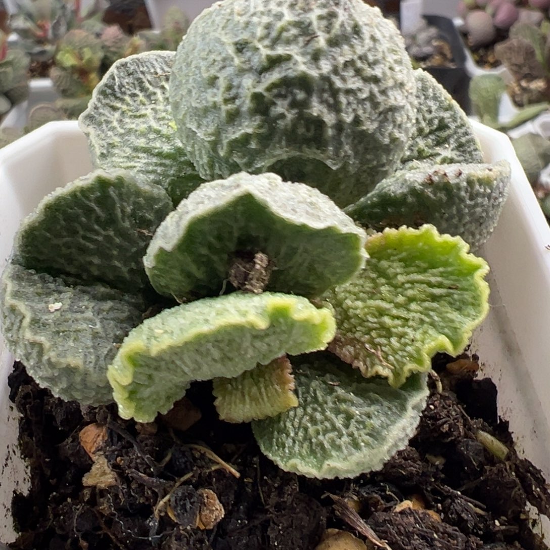 蚌叶波浪纹实生新品多肉植物