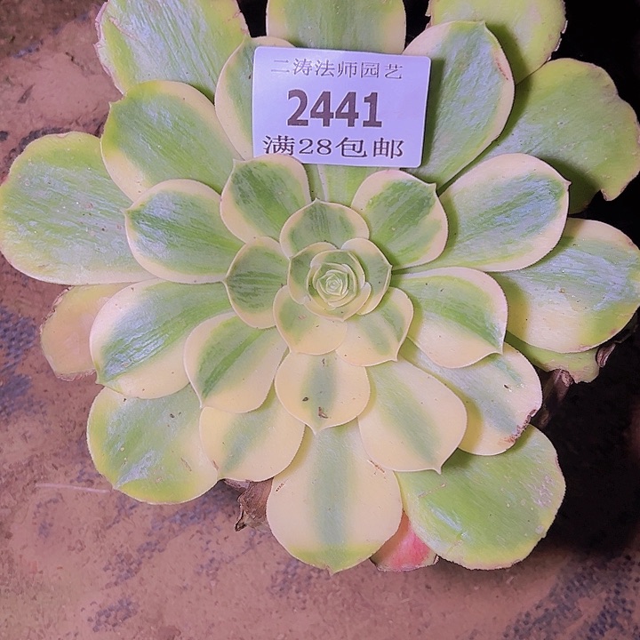 2441香炉盘白锦多肉植物