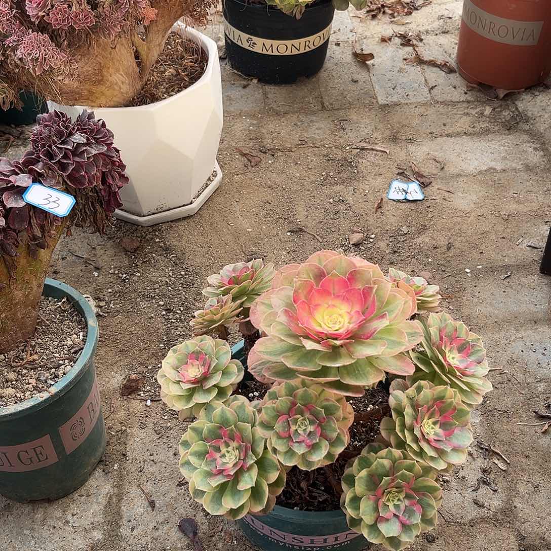 9万白法师多肉植物