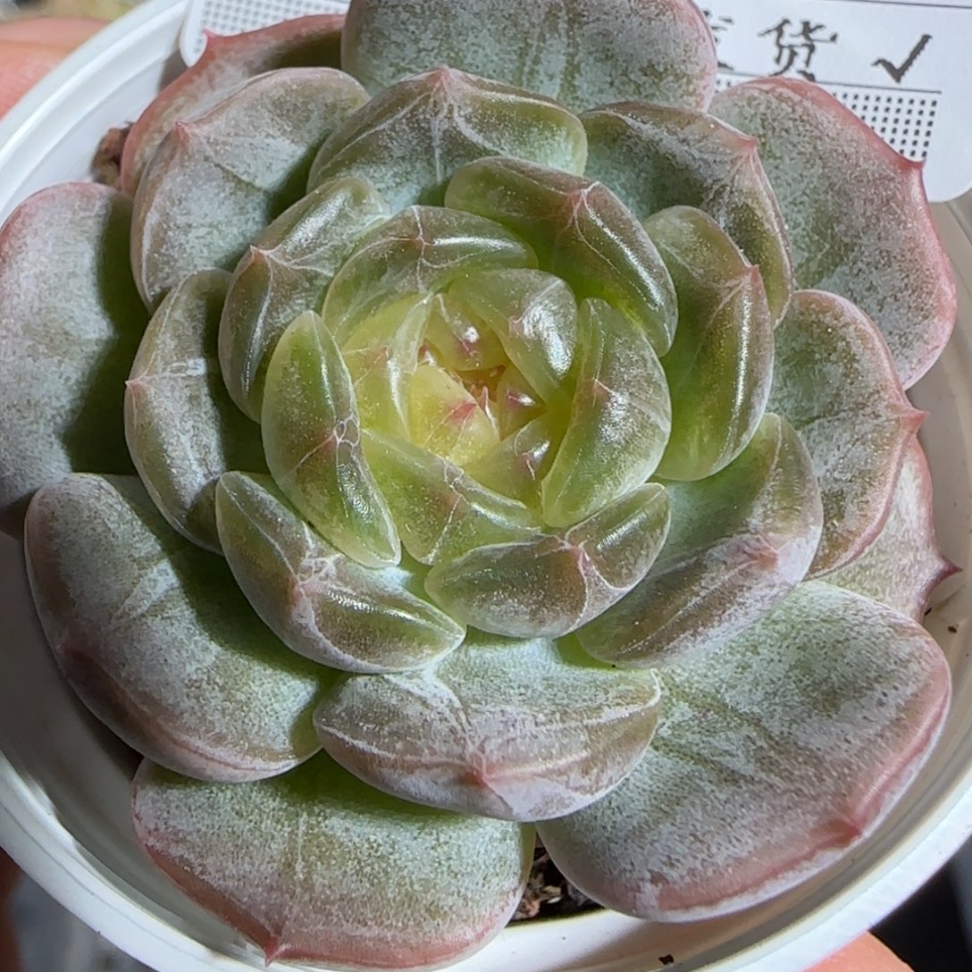 1110-----361白恋