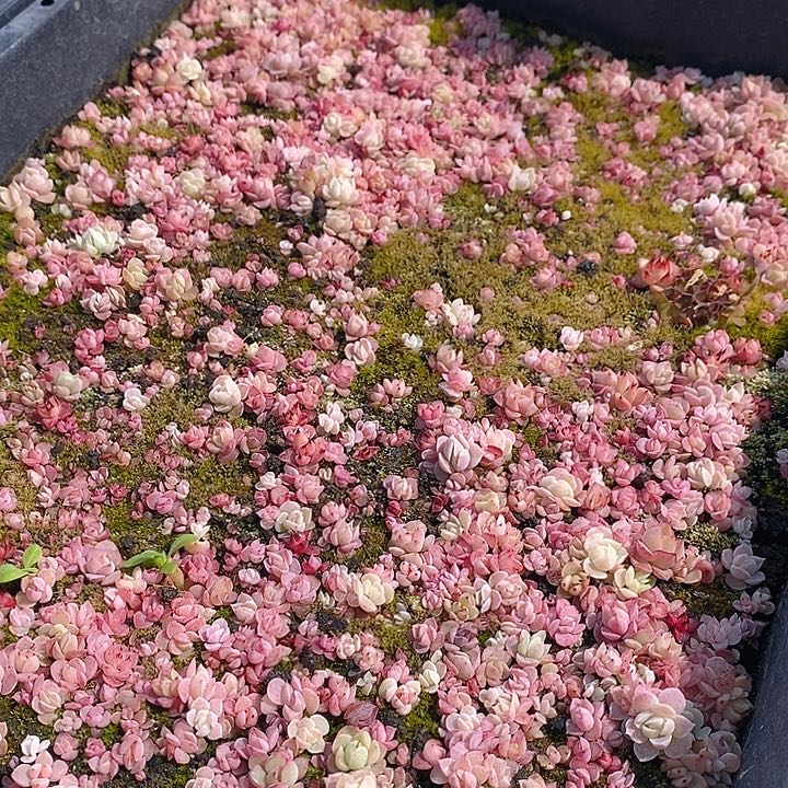 12 多肉植物盆栽花卉植物