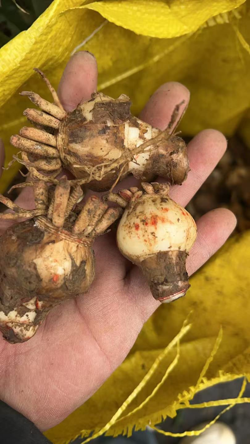 3颗装）朱顶红小种球4厘米左右，乒乓球大小不带标签