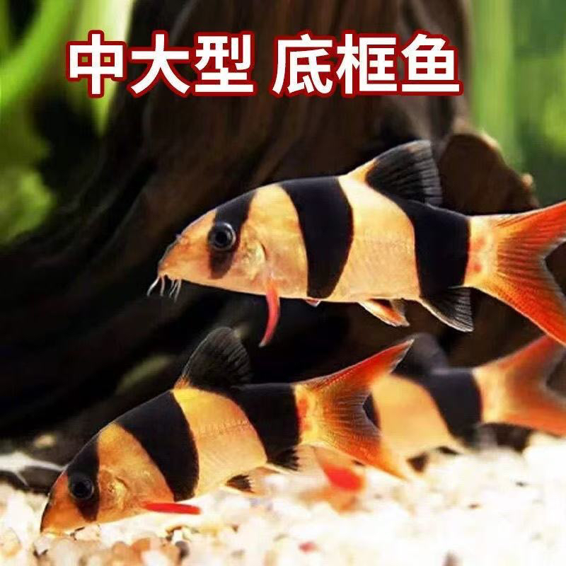 三间鼠鱼活体清道夫底层清洁垃圾工具老鼠7-9公分两条起拍2号链接