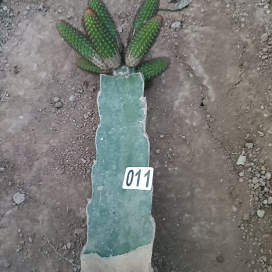10个侧芽加一棵橙色金妞011