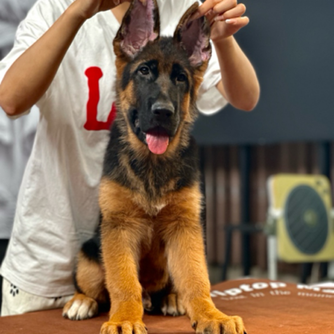 【西德甄选】西德牧羊犬米欧 幼犬公 Fly