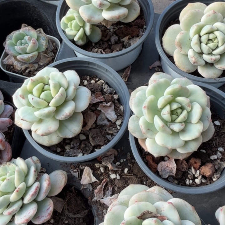 香草锦。         