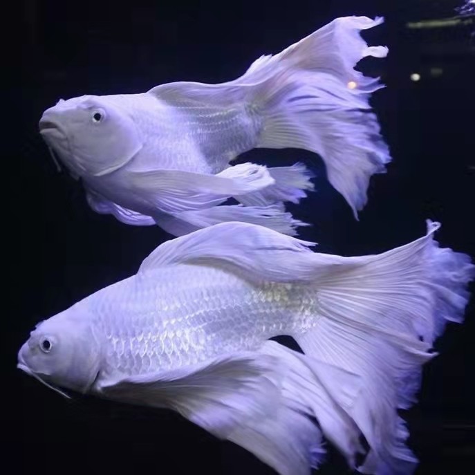 26-30公分白色普短精品蝴蝶鲤鱼观赏鱼人工养殖包损大鳍大尾
