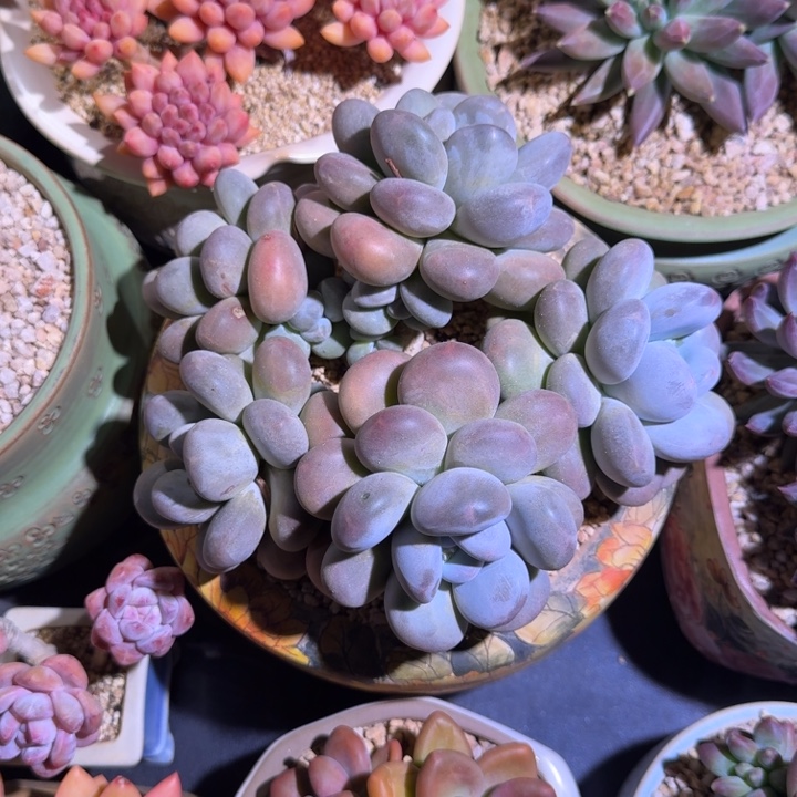 咸***咸大叶奶 5头 一物一拍