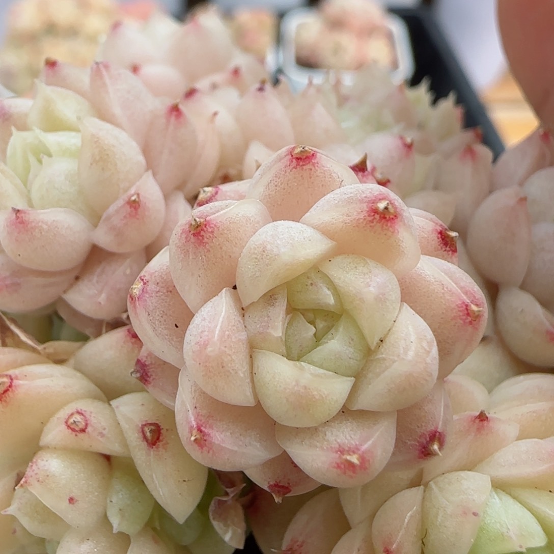 【闪购商品】0309-40珠光包子