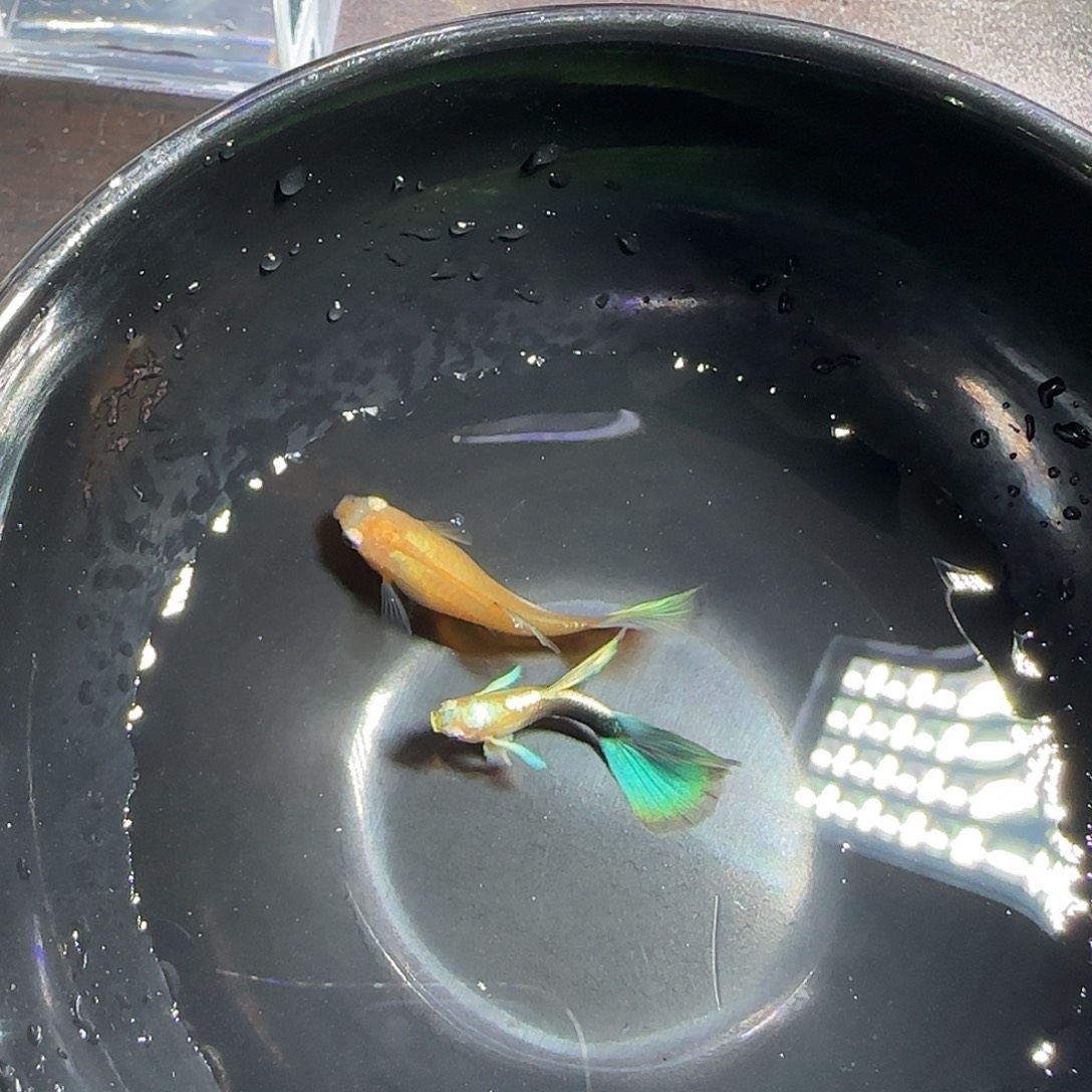 孔雀鱼黄化蓝礼服飞船一对