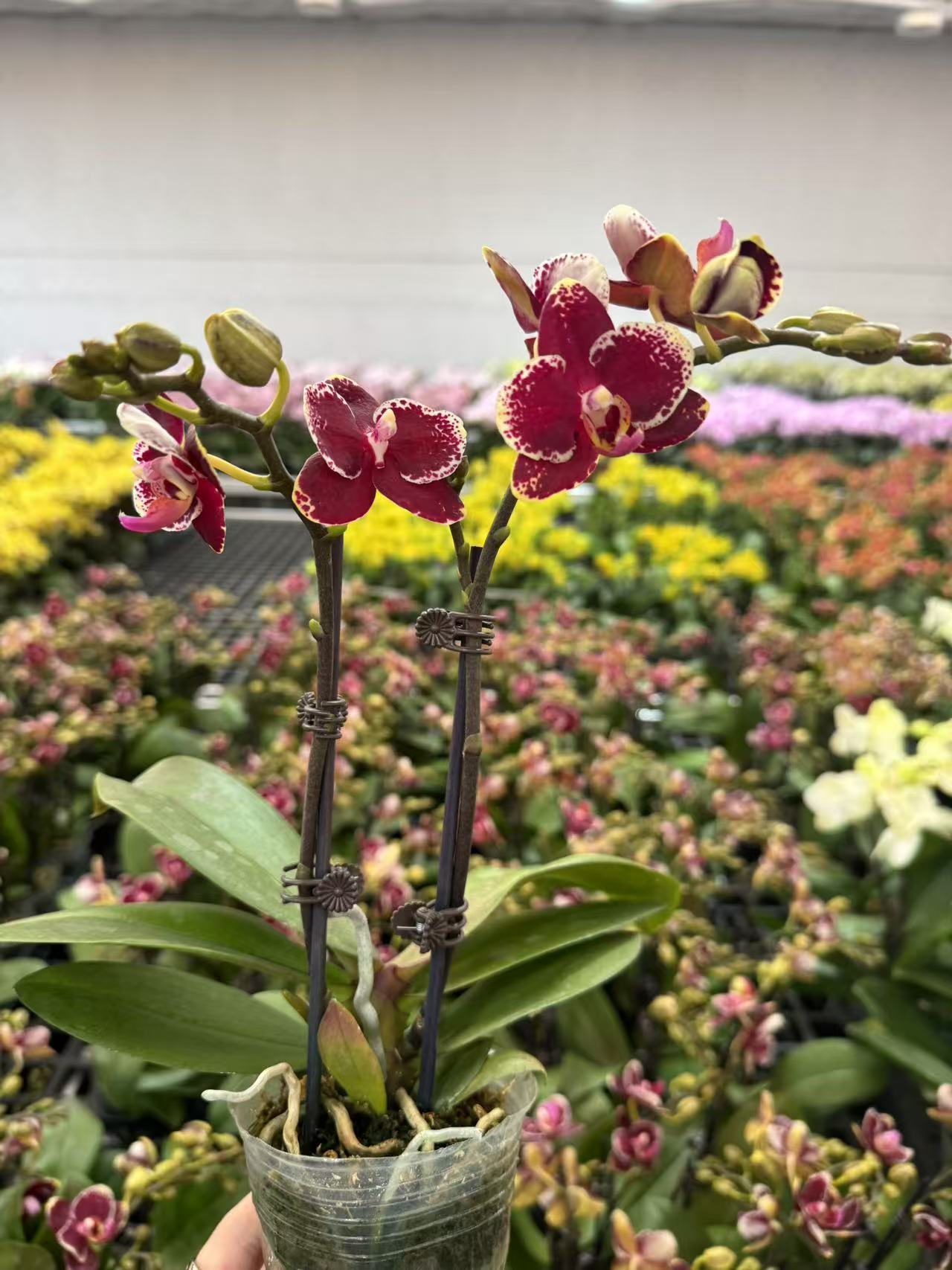 蝴蝶兰【朱古力】昆明直发