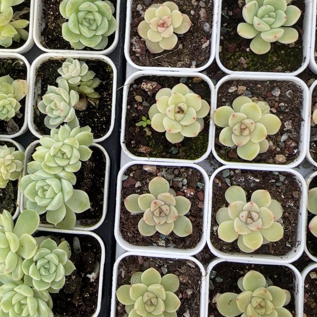 美人甜心盆一个5床满25包邮