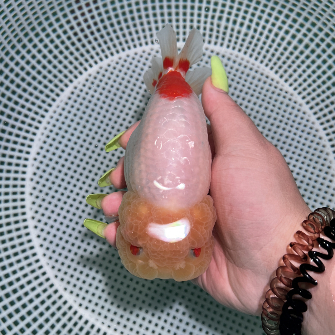 兰寿观赏鱼冷水鱼花色齐全（顺丰到付）