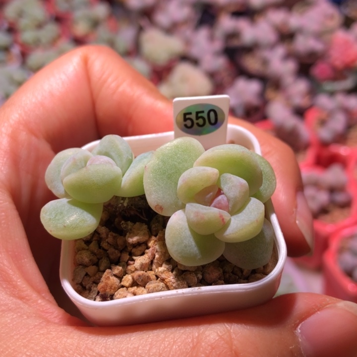 550号双头石化冰玉